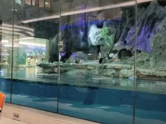 -帝企鹅自助餐厅•儿童岛•真企鹅(长隆企鹅酒店)