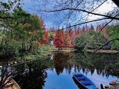 -东平国家森林公园