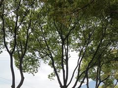 -树山生态村