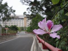 -南宁荔园维景国际酒店·荔园中餐厅