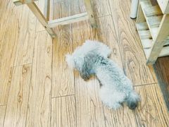 -志龙皇冠吃货椰子铺