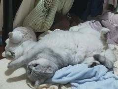 -佳雯宠物医院·皮肤科·内外科(春晓路分院)