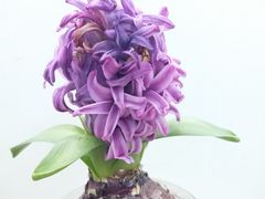 -双季花艺园艺市场(浦东店)