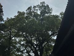 -普陀山风景名胜区-法雨禅寺