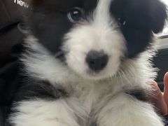 -翊宠yipet猫狗购宠庄园犬舍•猫舍