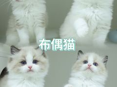-lincat·猫舍(广州店)