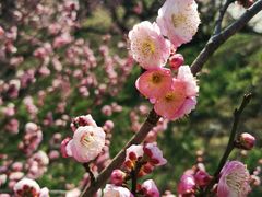 -苏州上方山国家森林公园