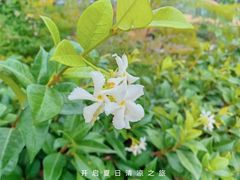 -龙坞茶村