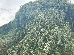 -府河摄影公园