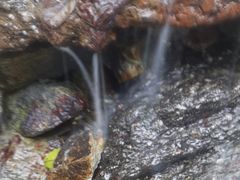 -莫里热带雨林景区