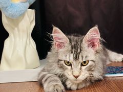 -瑞派康怡24h宠物医院·犬猫医疗中心·微创绝育(瑞景分院)