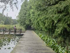 -溱湖国家湿地公园