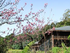 -普洱太阳河森林公园