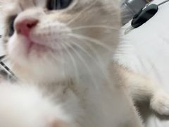 -东方名猫馆·英短金渐层布偶猫舍(环线广场1号楼店)