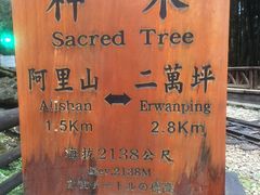 -阿里山神木遗迹