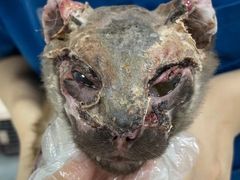 -东莞宠友24H宠物中心医院·转诊夜诊·异宠(新河北路院)