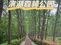 -合肥滨湖国家森林公园