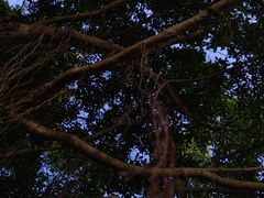 -深圳湾公园(南山区)