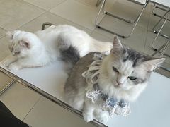 -怪兽屋·羊驼·猫咖·狗咖(俊华广场店)