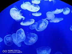 -成都浩海立方海洋公园