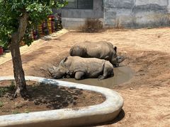 -西霞口神雕山野生动物世界