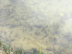 -白鹭湾湿地公园