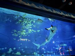 -烟台海昌鲸鲨海洋公园
