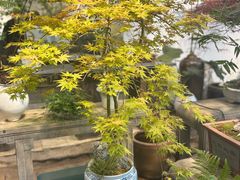 -双季花艺园艺市场(浦东店)