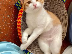 -北京赛佳动物医院