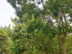 -回龙观体育文化公园