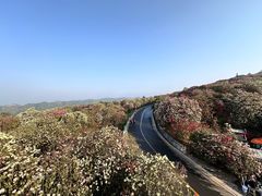 -贵州百里杜鹃风景名胜区