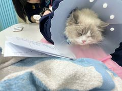 -北京观赏动物医院·24小时大型综合·猫专科·异宠专科