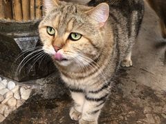 -喵屿·大理花园猫咖