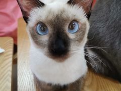 -李小姐の猫咖啡馆(五角场店)