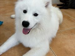 -Let's go狗咖·猫咖·奶狗·桌游(春熙路IFS店)
