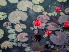 -国家植物园南园