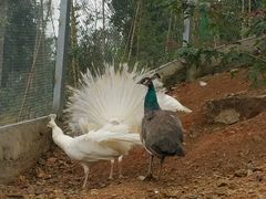 -泉州海丝野生动物世界