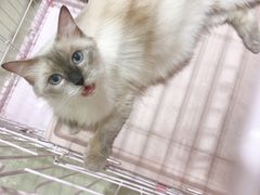 -藏猫猫咖啡主题馆(中央大道店)