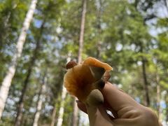 -峡谷浮石林景区