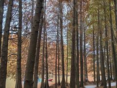 -上海海湾国家森林公园