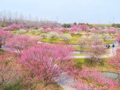 -花开海上生态园
