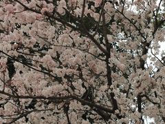 -青枫公园