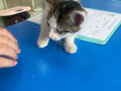 -瑞派申生动物医院·24H夜诊·国际动物医疗中心·骨外科(吴中路店)