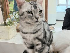 -共舞时光猫咖·狗咖(新街口店)