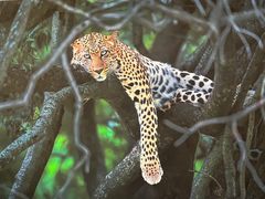 -罗红摄影艺术馆