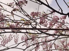 -嘉定紫藤园
