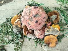 -云南木水花野生菌交易中心