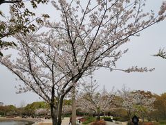 -新江湾城公园