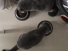 -瑞派康怡24h宠物医院·犬猫医疗中心·微创绝育(瑞景分院)