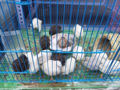 -青石桥花鸟鱼虫市场(叠翠城店)